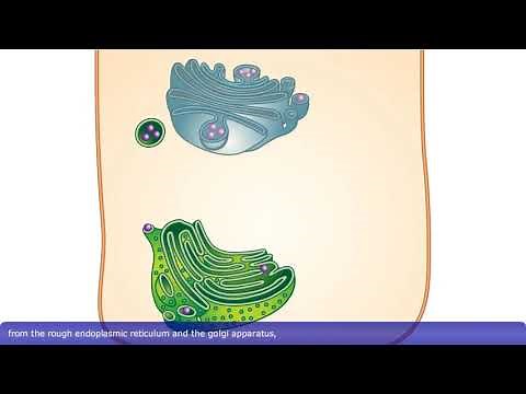 Detailed Animation on Exocytosis