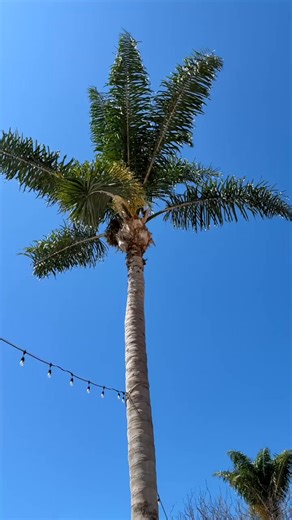 13K views · 313 reactions | Take a stroll through Downtown Ventura...