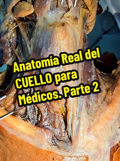 Anatomía del Cuello para Médicos y Estudiantes