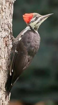Crow sized and prehistoric looking | Pileated Woodpecker | S01 032 | Remarkable Birds