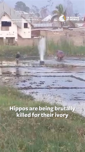 Poaching is devastating hippos and crocodiles in Virunga National Park. Hippos are being killed for their ivory, and other animals are suffering too. The DRC must enforce anti-poaching laws and demilitarize the park. Act now: https://bit.ly/3MSZxB5 Please share this post to maximize your impact, and consider making a donation to support our work on this issue https://bit.ly/4l7VeyD Thank you. #hippos #crocodiles #VirungaNationalPark | In Defense of Animals