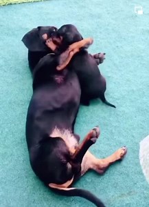Franz best Daddy of the World￼ ♥️🌺♥️🌺 | Dachshund World