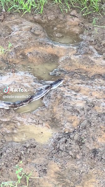 Unwanted visitor thanks to the rain #healingheartrehab #foryou #fyp