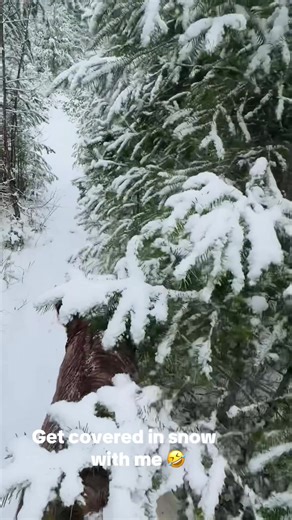POV: the trail gives you a snow shower #snowtunnel #horsepov #trailride #snowride #wintervibes