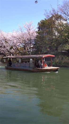 2026年4月3日(金)京都伏見、満開の桜と十石舟を間近で眺める🌸