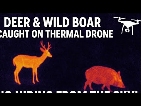 “Deer & Wild Boar Caught on Thermal Drone – No Hiding from the Sky!”
