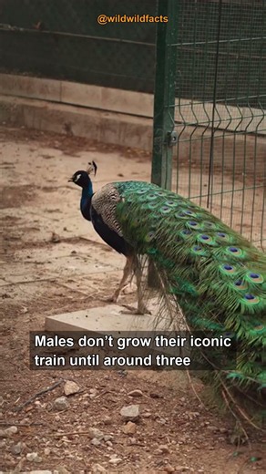 Peacock Colors Are an Optical Illusion #shorts