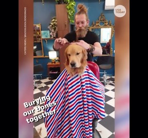 Patient dog gets haircut at barber shop