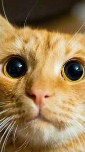 the orange cat (season 1)