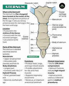 61K views · 261 reactions | The sternum, commonly known as the breastbone, is a flat bone located at the center of the chest. It connects the ribs, protects vital organs like the heart and lungs, and plays a key role in breathing and chest stability. #Sternum #HumanAnatomy #SkeletalSystem #BiologyEducation #MedicalInnotes | InfoPic Notes | Facebook