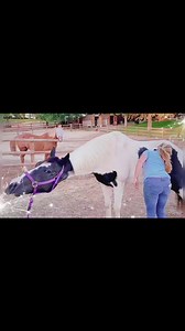 #horsestory #ridinghorse #horsecare #horselover #horsebackriding #horsebreed #horsetraining #horseshow #horsemanship #horserescue #horseauction #horsetrader | Horse Story