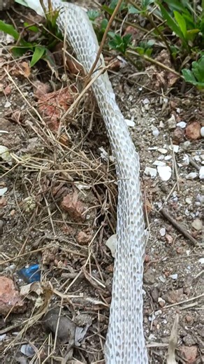 Snake skin#youtube