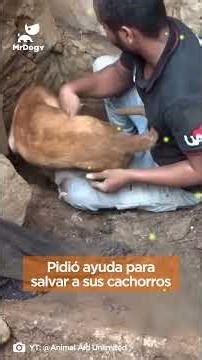 🎥 YT: Animal Aid Unlimited #perros #india #rescateanimal #dog #HUMANOS #perros #mascotas #madres