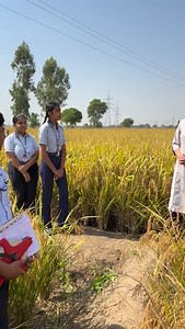 Real problems, real solutions! 🌾 Our students applied a practical method to calculate paddy yield, learning how math and science come alive in the field. A true step towards experiential learning and innovation in agriculture. 🌱 #LearningByDoing #ATLProjects #SmartAgriculture #InnovationInEducation | Therenaissanceschool Mansa