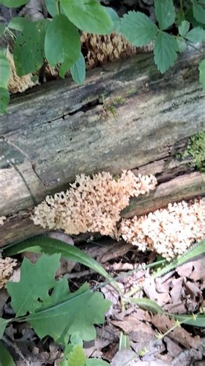 Coral Mushrooms #nature #mushroom #mycology #biology #naturetherapy #naturelovers #hiking #ecology