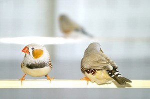 Artist creates analog printer to make a giant alphabet out of bird poop