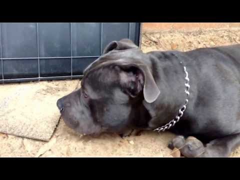 Bluenose Pitbull (razors edge gotti) 8 months old!