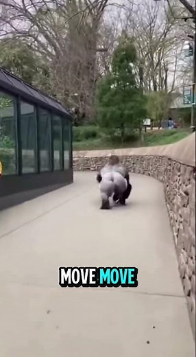 Massive Gorilla Escapes Zoo in Terrifying Real Footage #ViralAnimals #heartstopping