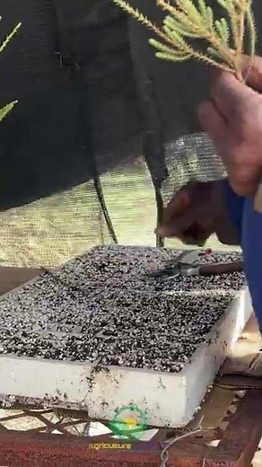 Grow Proteas from Cuttings to Flower || #shorts