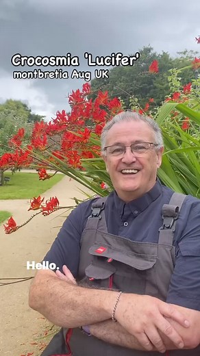 Crocosmia ‘Lucifer’|montbretia #plants #gardening #garden #plantsplantsplants #plant #gardens #plantsmakepeoplehappy #gardenhacks #gardenhack #planthacks #herbaceous #herbaceousborder | Dave The Plantman