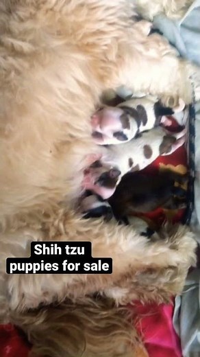 Shih tzu puppies for sale No.9646877938