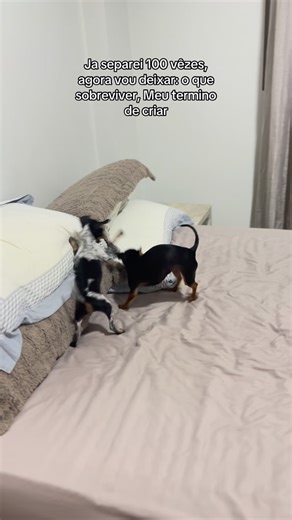 @lili.kiki.pinschers__ on Instagram: "O dia todo assim 😂😂😂 #pinscher #pinscherlove #pinschermini #pinscherbrasil #pinscherminiatura"