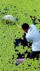 Have you heard of the Azolla food? | Asare Obed