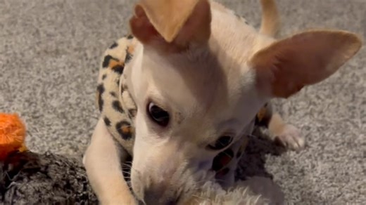 Meet WOODY, Santas helper!♥️ Woody is a 7-month-old Chihuahua/Rat terrier blend who had a rough start. Woody emerged from the woods, very much underweight and scared. NOW he is Santa's helper and living in a foster home waiting for his perfect loving family. Woody has the usual "puppy-like" behavior of eat-play-sleep, snuggle-repeat. he has the sweetest heart!♥️ ✅️ loves to lay his head on any part of your body that he can reach, and he will stare into your eyes with love. ✅️He is gentle and swe