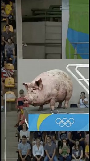 Pig Olympic Games #pig | Jax Farm