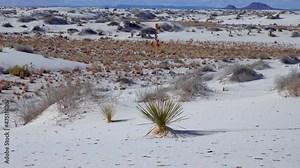 Yucca elata and Dry desert plants on white gypsum sands. White Sands National Monument in New Mexico, USA
