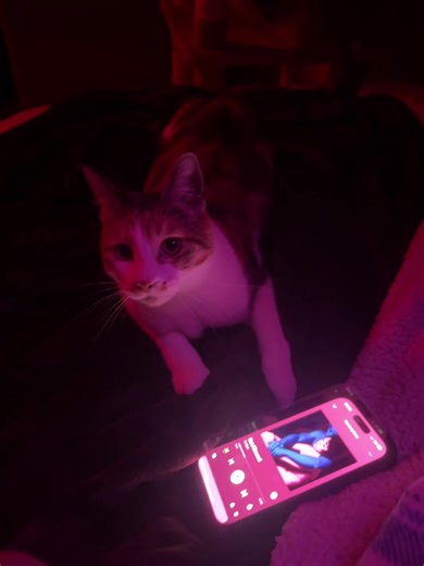 Explore TV Girl's Concert Vibes