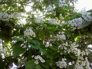 Catalpa: A Southern Tree Loved Everywhere