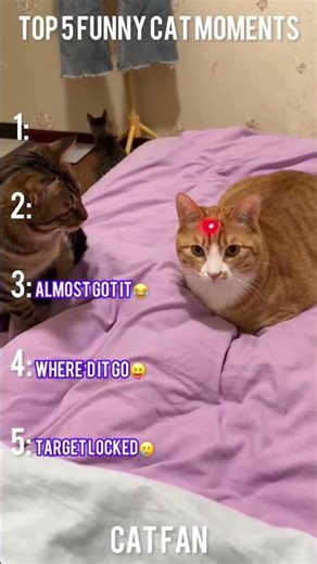 🎥 Funniest Cats in the World — All in One Video! #shorts #catfunnyvideo