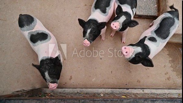 4K Close-up of a Big breeder pig in a cage on a pig farm, Pig Breeding farm in swine business livestock,4k video Stock Video