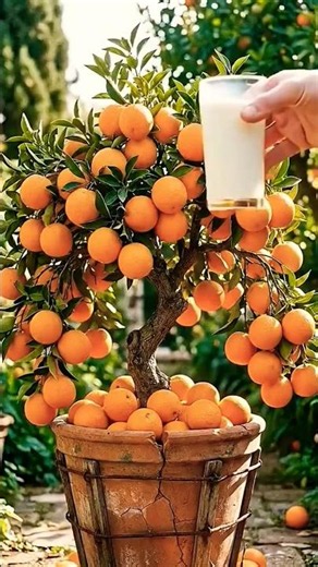 A new and unprecedented idea for growing orange trees to produce more fruit. #garden #trending