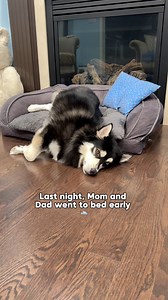 6.5M views · 160K reactions | Who’s Responsible for This Mess? Spoiler: Not Me. 烙 #funnyreels #dog #funnydog #pomsky #fyp #doglover #lol #cutedog #laugh #hilarious #funny #ilovemydog #pup #doggo #dogoftheday #dogreels #comedyreels #dogs | Zeus the Pomsky | Facebook