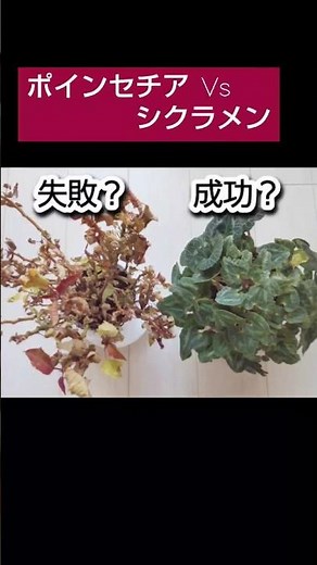 1月のポインセチア冬枯れ#ポインセチア #シクラメン#シクラメン#ベランダガーデニング#花