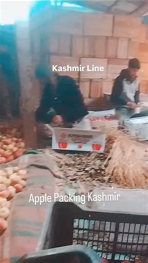 KashmirLine on Instagram: "Apple Packing in Kashmir"