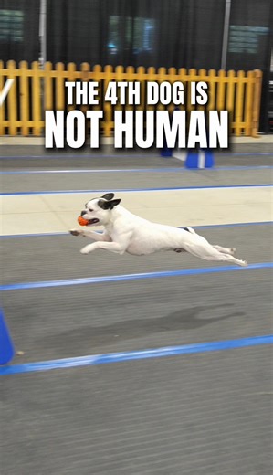 This dog breed is not human | RundownRiver