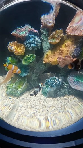 Encontré a Nemo 🥳🎊🤣! #shorts #shortvideo #nemo #fish #peces #nature #naturelovers #suscribete