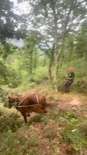 He Stops the Draft Horse With Just His Voice 😳🐎 | Unreal Control in Dangerous Terrain