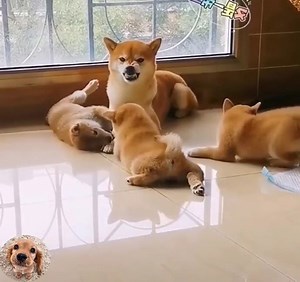 1.5M views · 63K reactions | Being a father for the first time 藍藍殺 | Pets Story | Facebook