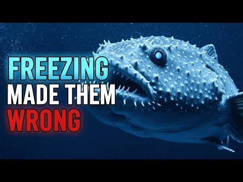 How Antarctic Fish Survive Without Freezing: The Icefish Mystery
