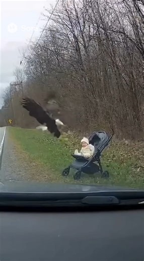 99K views · 510 reactions | An Eagle Took the Child Away Parents' Mistake for Leaving the Baby Unattended #eagle | Investingexecutives Reels | Facebook