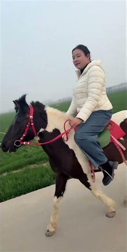 Title: Obedient Teaching Pony: The Heart of Our Equestrian Club