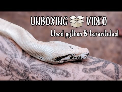 Unboxing Day! 🎁 GE Ivory Blood Python + Tarantulas! #unboxingvideo #bloodpython #snakes #arachnids