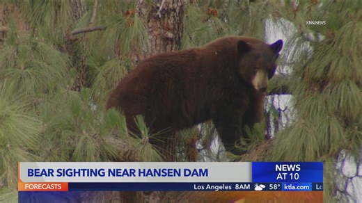 Bear sighting at Hansen Dam