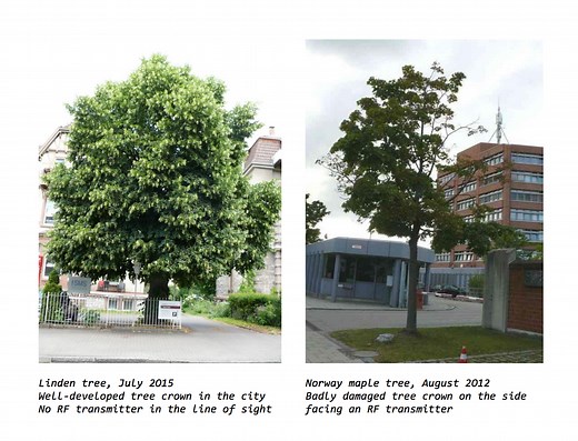 Electromagnetic Fields Impact Tree and Plant Growth