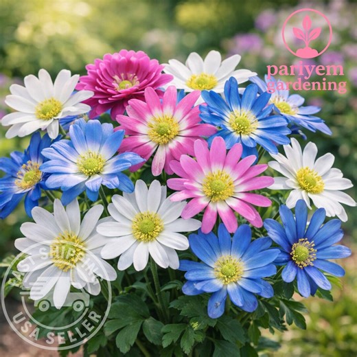 100 Grecian Windflower Bulbs – Anemone Blanda Mix for Planting – Blue Pink White Spring Garden - Etsy