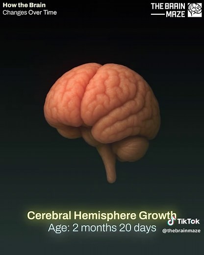 Understanding Brain Development Through Life Stages